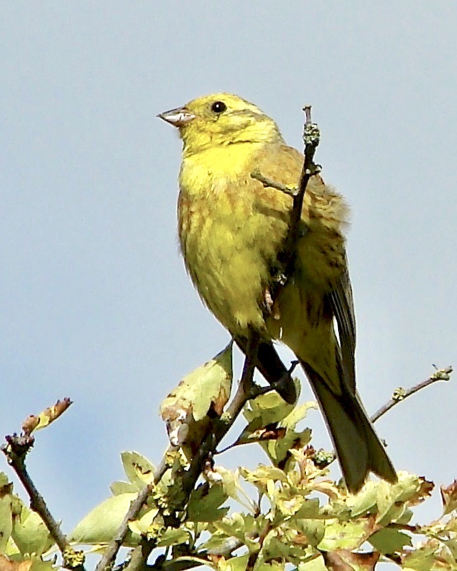yellowhammer